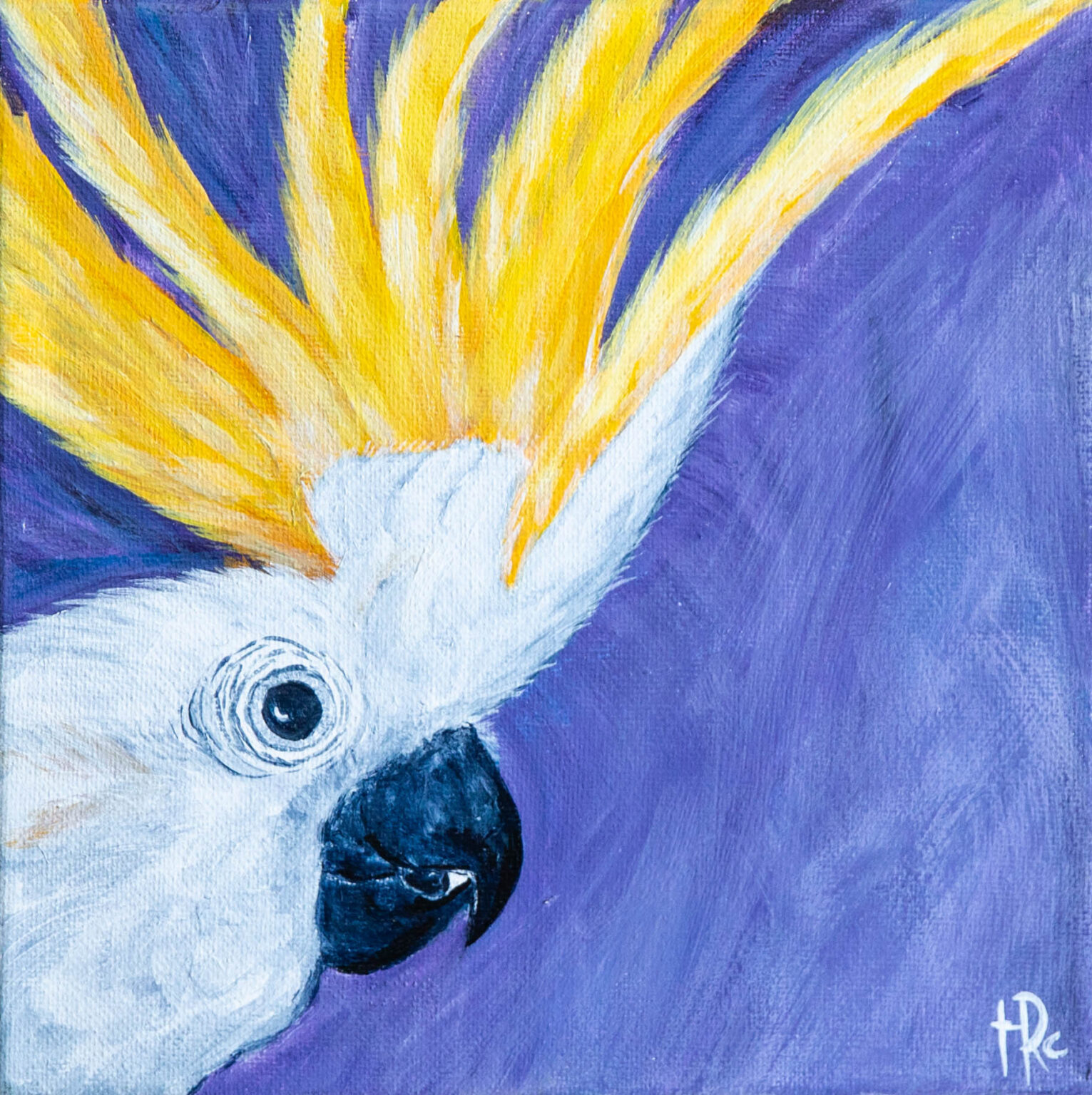 cockatoo-the-hour-birds-trc-creative