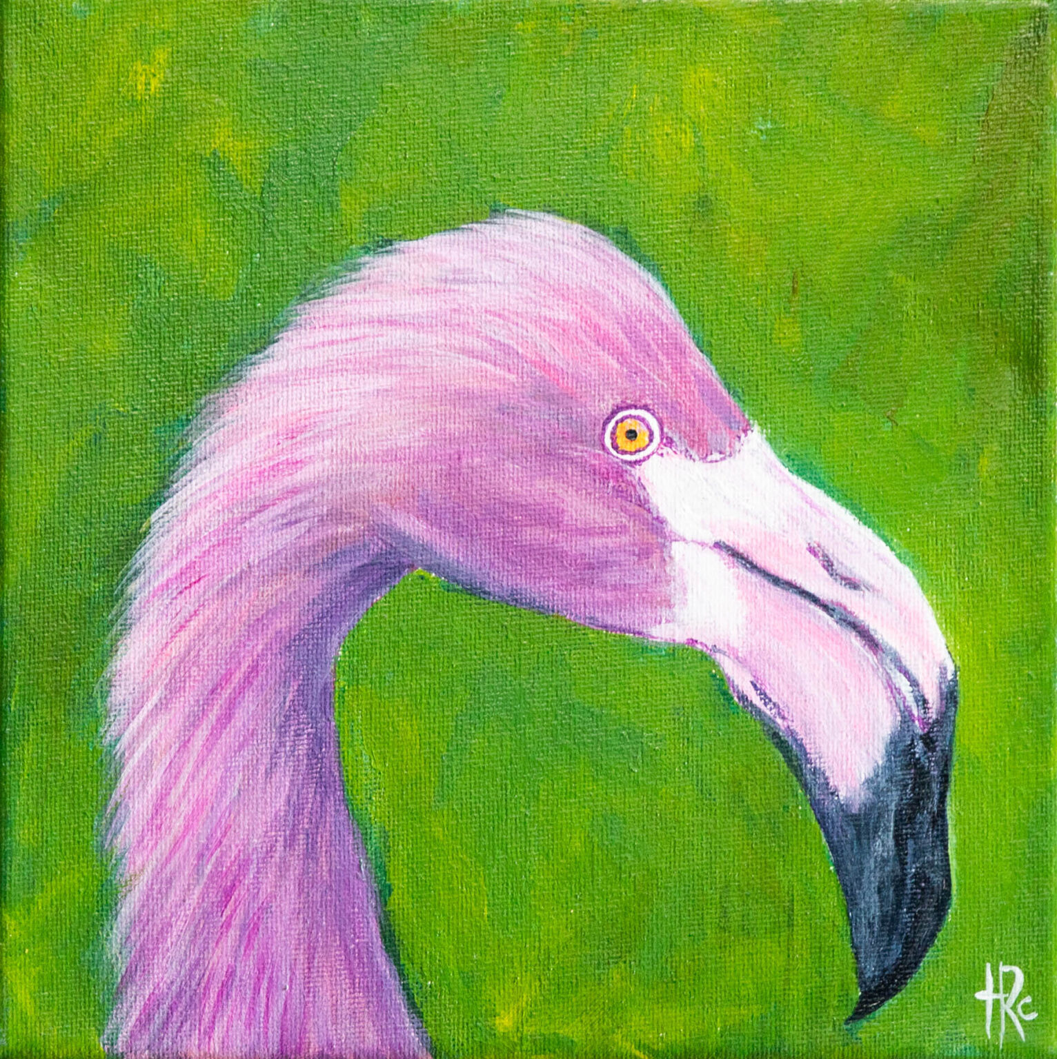 flamingo-the-hour-birds-trc-creative